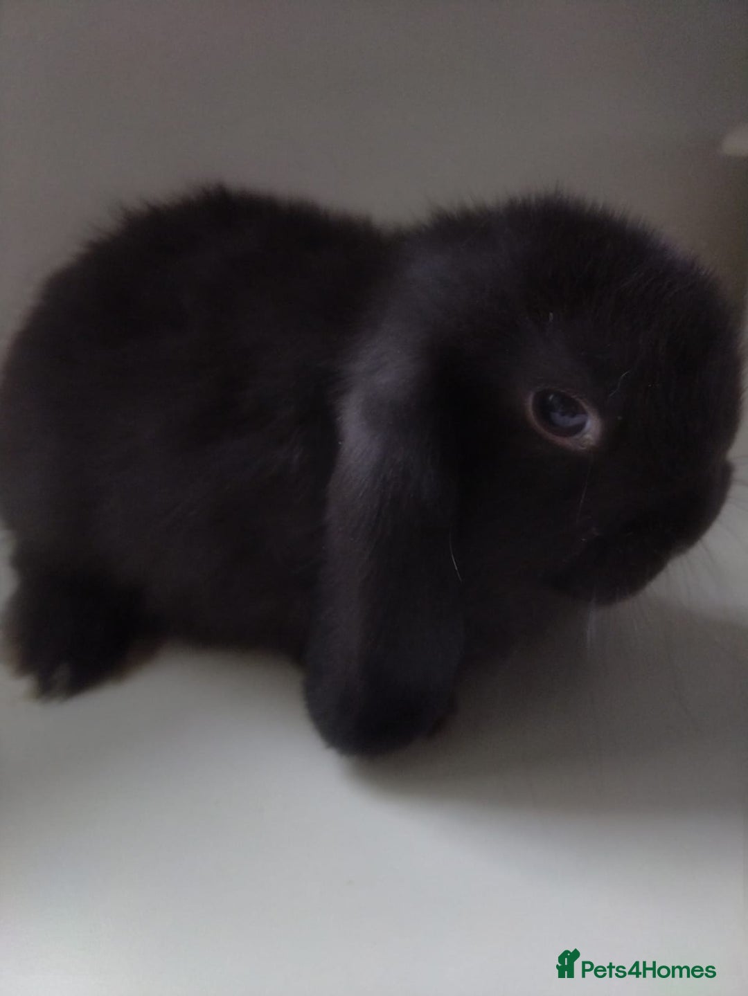 Mini Lop rabbits for sale: Beautiful mini lops available for reserve  - Image 8
