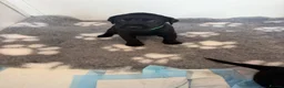 Labrador Retriever dogs for sale: Black Labrador pups boys and girls - Advert 15
