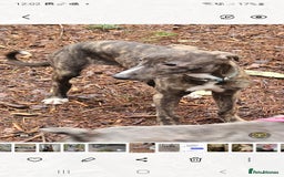 Lurcher dogs for sale: Beautiful 7 month old lurcher - Image 2
