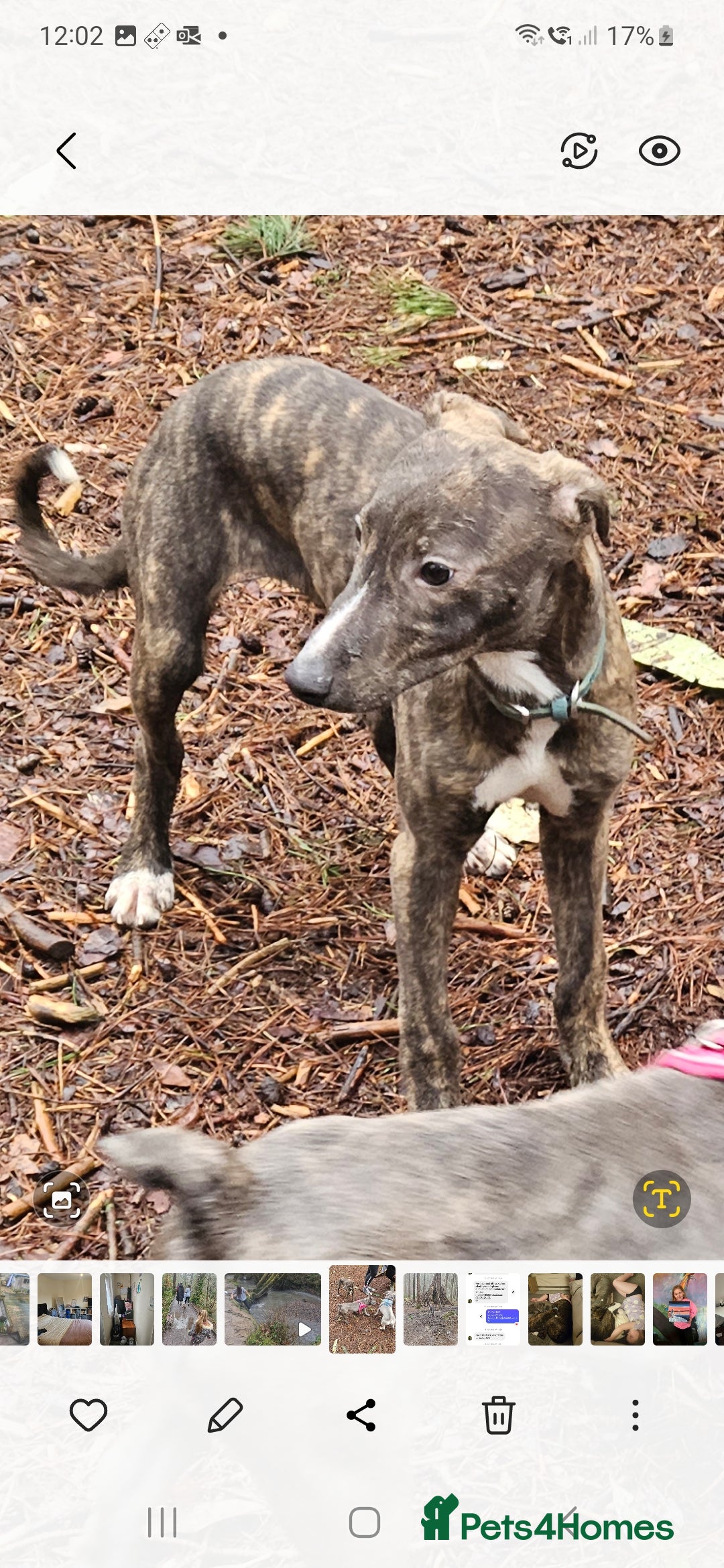 Lurcher dogs for sale: Beautiful 7 month old lurcher - Image 2