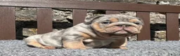 English Bulldog dogs for sale: Beautiful English bulldog puppies - Advert 8