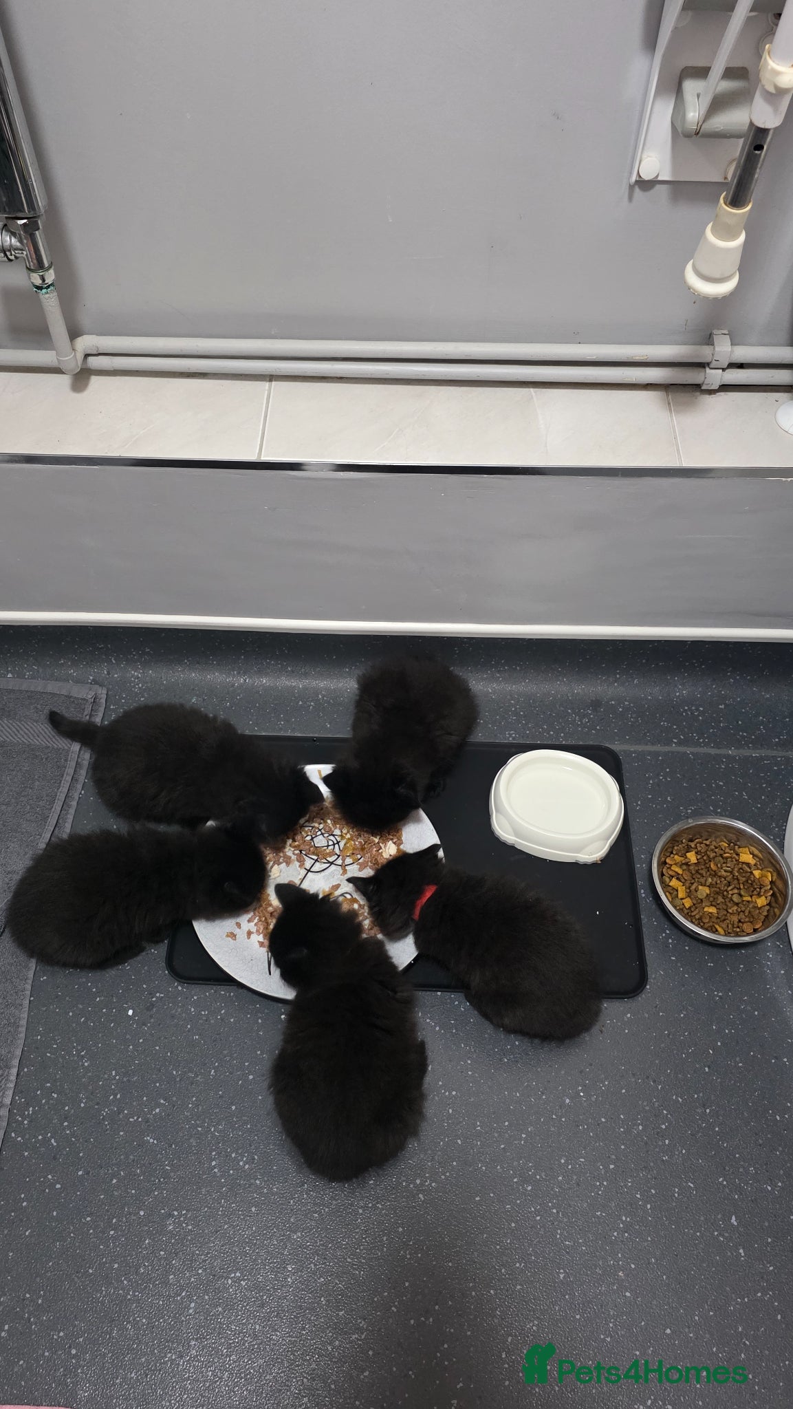 Mixed Breed cats 2 male black fluffy kittens for sale  - Advert 2