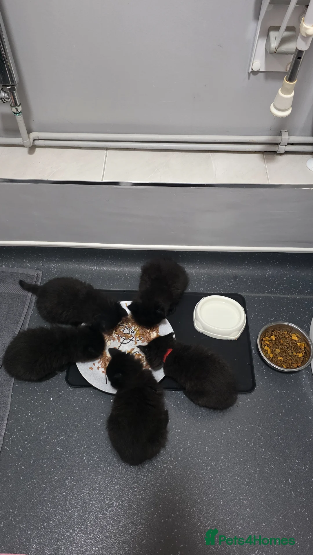 Mixed Breed cats for sale: 2 male black fluffy kittens for sale  in Rye - Advert 1