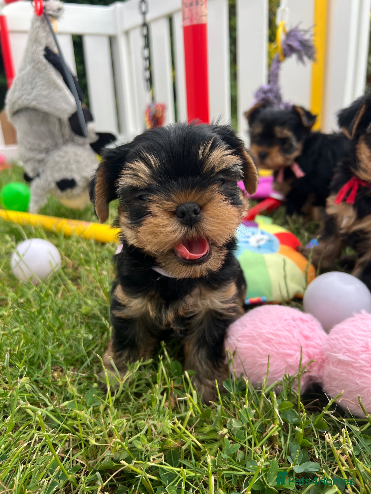 Yorkshire Terrier dogs Top Quality KC Reg Yorkshire Terrier Puppies - Advert 1