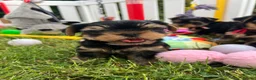 Yorkshire Terrier dogs for sale: Top Quality KC Reg Yorkshire Terrier Puppies - Advert 2