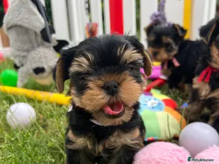 Yorkshire Terrier dogs Top Quality KC Reg Yorkshire Terrier Puppies - Advert 1