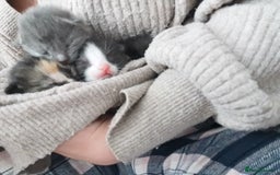 Domestic Shorthair cats for sale: Beautiful litter of kittens - Image 3