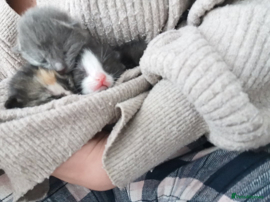 Domestic Shorthair cats for sale: Beautiful litter of kittens - Image 3