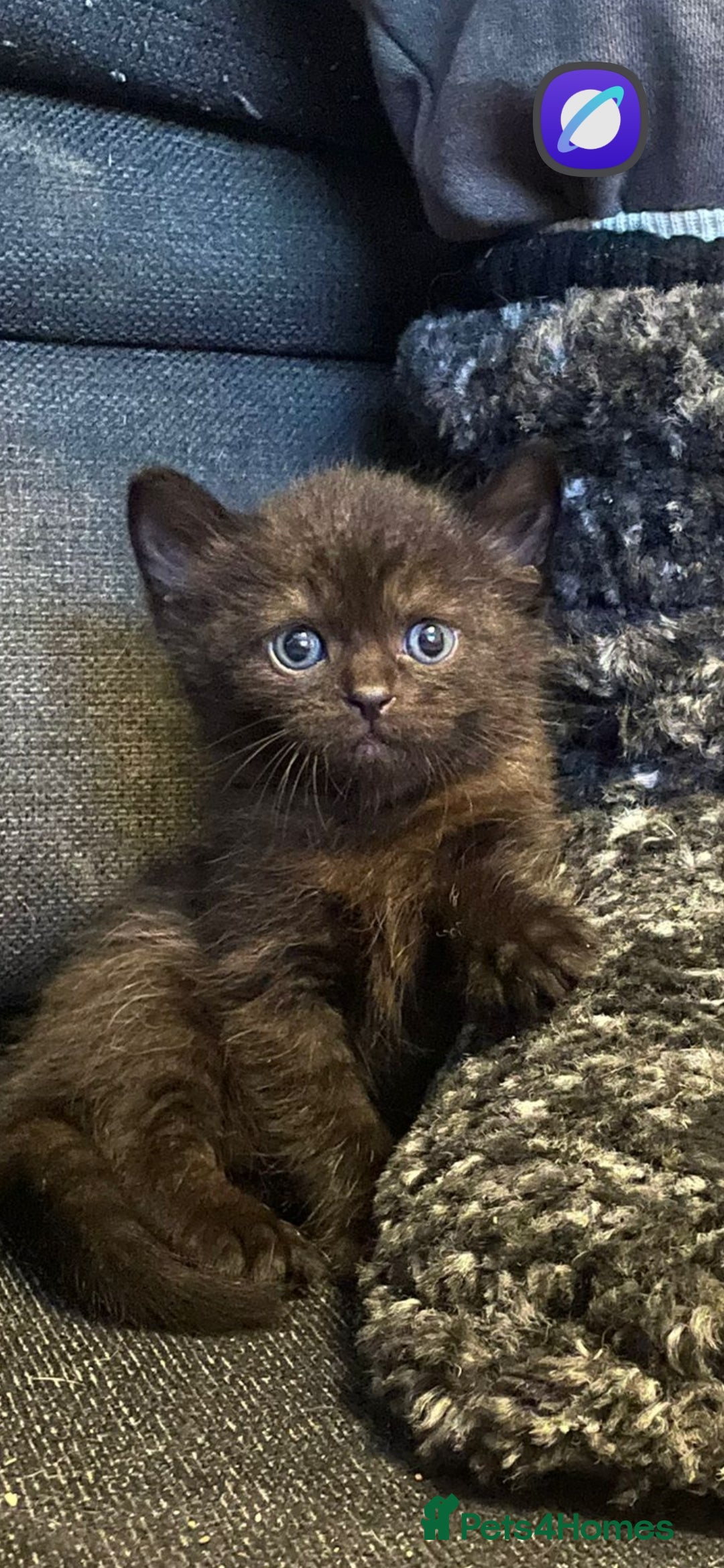 Mixed Breed cats for sale: Mixed breed kittens, mum half bengal - Advert 11