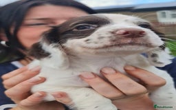 Cocker Spaniel dogs for sale: Gorgeous Cocker Pups - Image 16