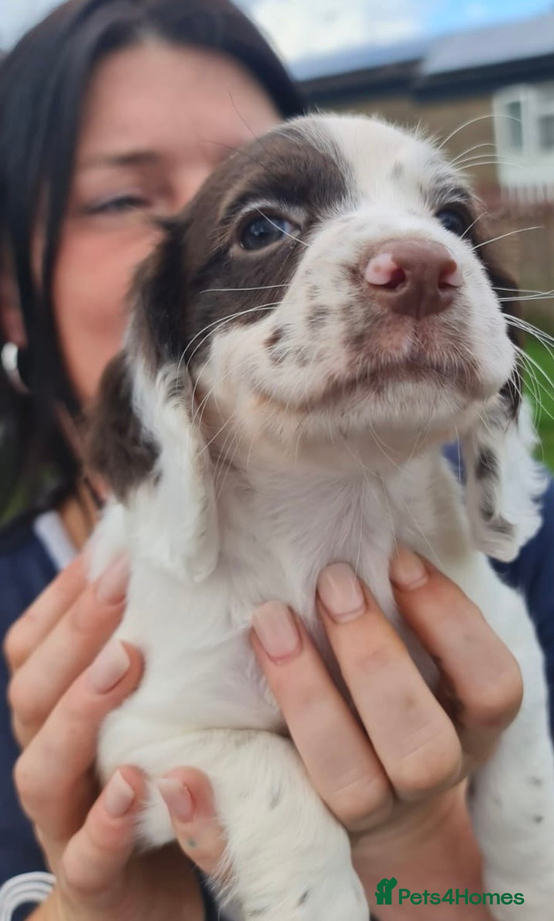 Cocker Spaniel dogs for sale: Gorgeous Cocker Pups - Image 16