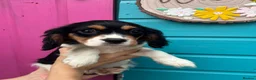 Cavalier King Charles Spaniel dogs for sale: Beautiful litter of cuteness - Advert 3