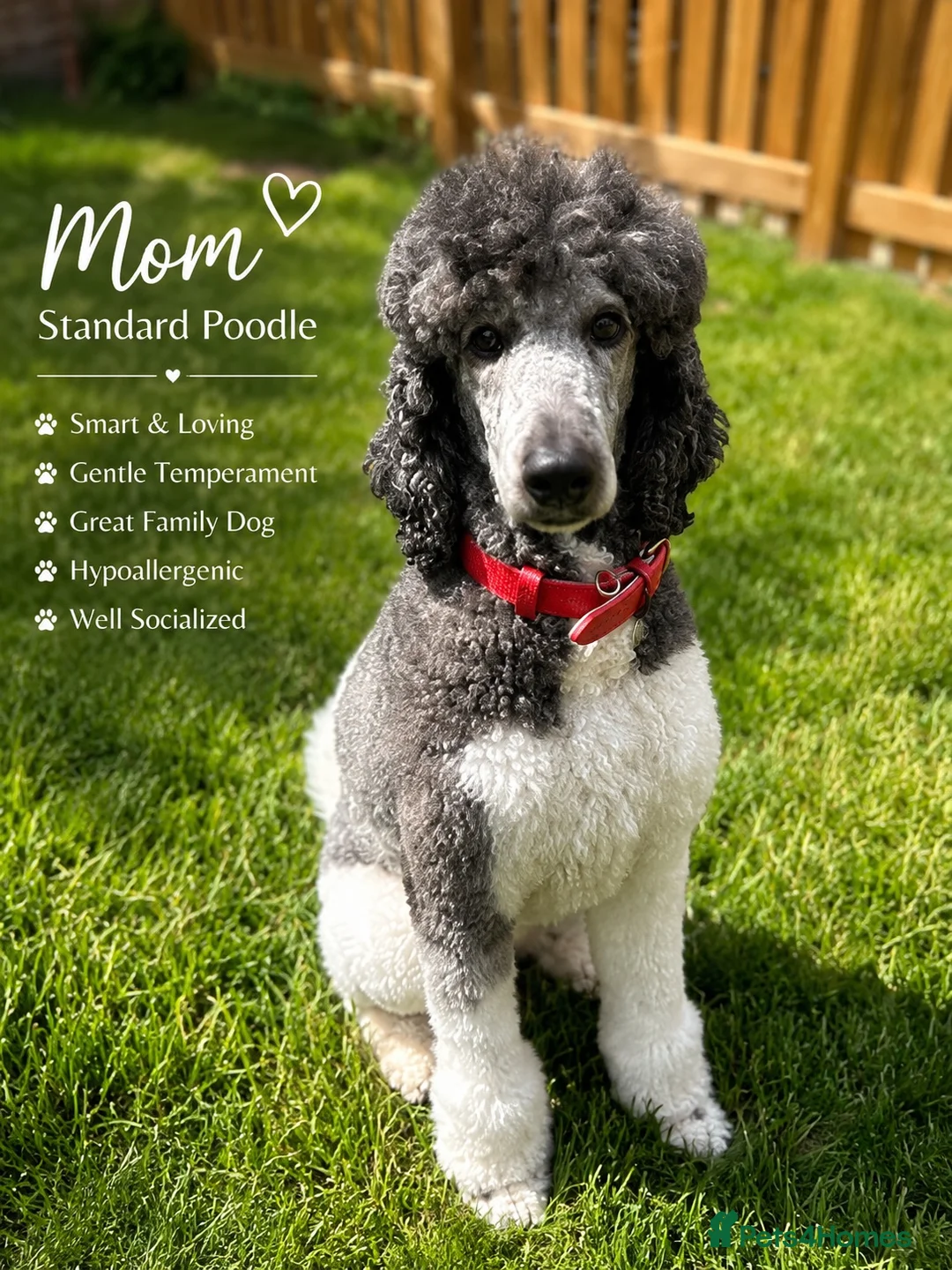 Goldendoodle dogs for sale: Beautiful F1 Goldendoodle Puppies  - Advert 2