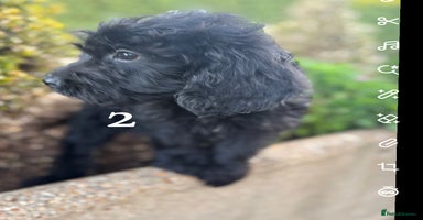 Cockapoo dogs - Advert 15