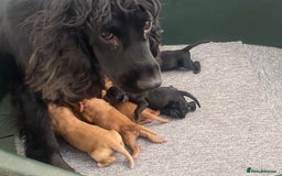 Cockapoo dogs for sale: Cockerpoo puppies - Image 8