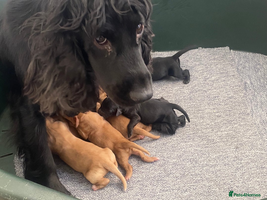 Cockapoo dogs for sale: Cockerpoo puppies - Image 8