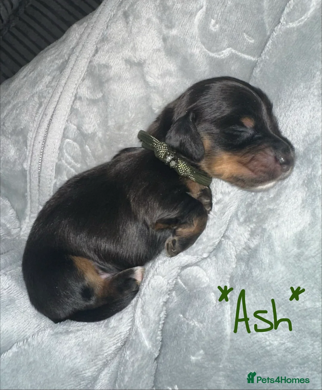 Miniature Dachshund dogs for sale: Long haired miniature dachshunds - Advert 2