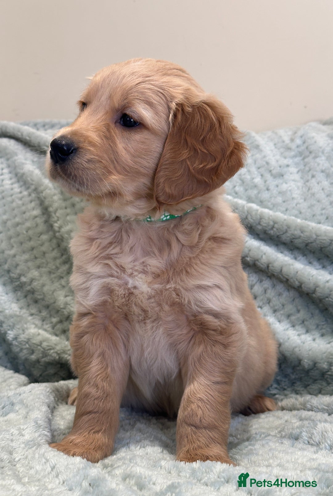 Golden Retriever dogs for sale: Quality litter of KC reg Golden Retriever Puppies  - Advert 25