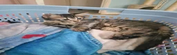Mixed Breed cats for sale: Kittens - Advert 5