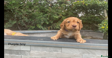 Cocker Spaniel dogs - Advert 2