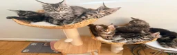 Maine Coon cats for sale: Outstanding show quality Maine coon kittens.  - Advert 4