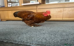Chickens poultry for sale: Bantam cockerel looking for loving home!  - Image 8