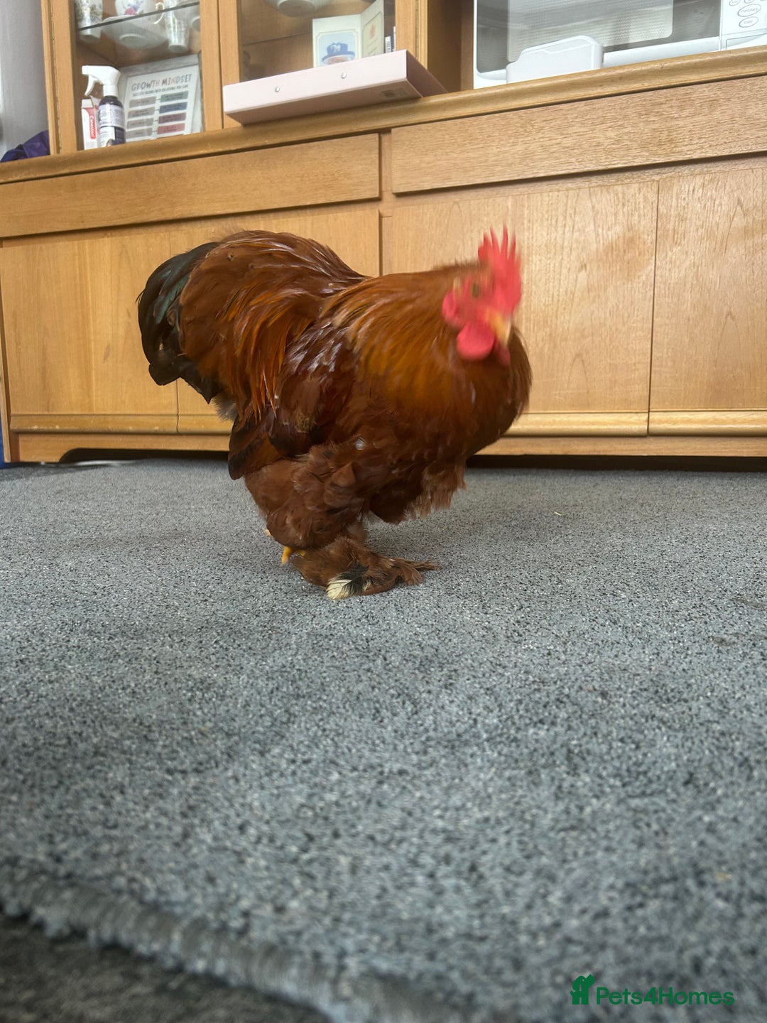 Chickens poultry for sale: Bantam cockerel looking for loving home!  - Image 8