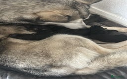 Shepsky dogs for sale: Shepsky - Image 32