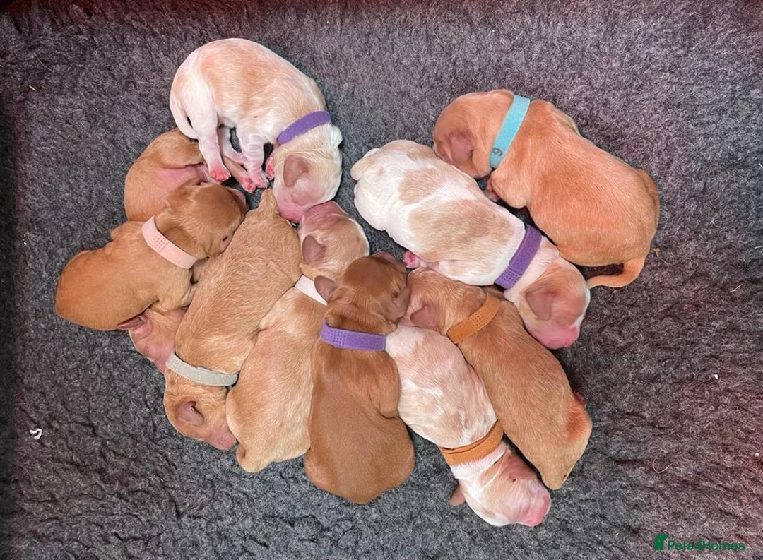 Cockapoo dogs for stud: Lovely proven F1 cockapoo for stud -Health Checked in Lanark - Advert 9