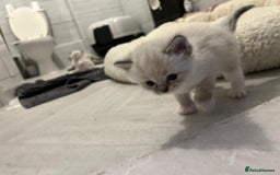 Ragdoll cats for sale: Ragdoll kittens  - Image 12