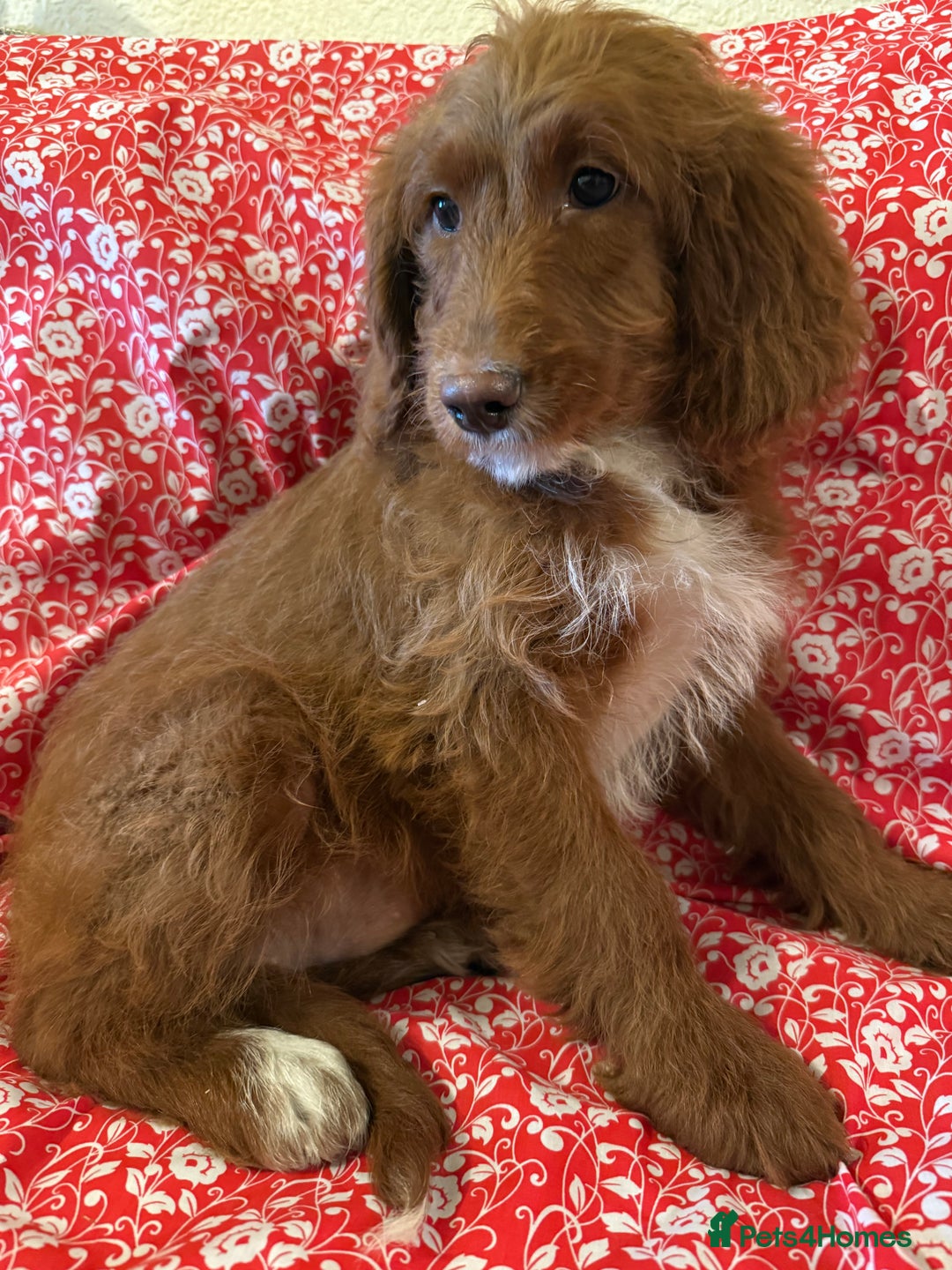 Labradoodle dogs for sale: Labradoodles  - Advert 6