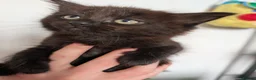 Mixed Breed cats for sale: 4 kittens for sale  in Halifax - Advert 8