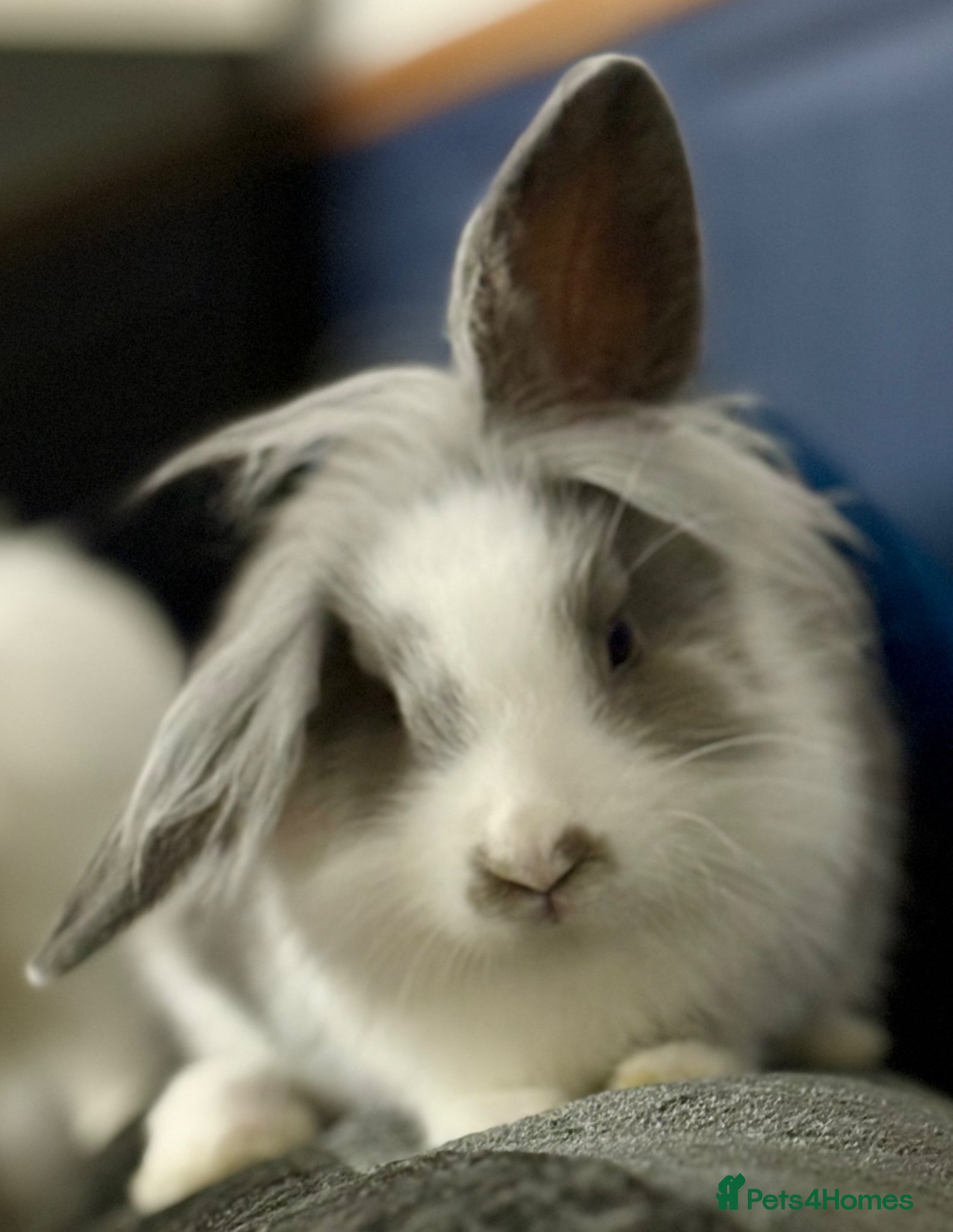 Mixed Breed rabbits for sale: Rabbit needing a new home  in Leicester - Advert 3