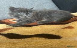 British Shorthair cats for sale: British short mix kitten  - Image 5