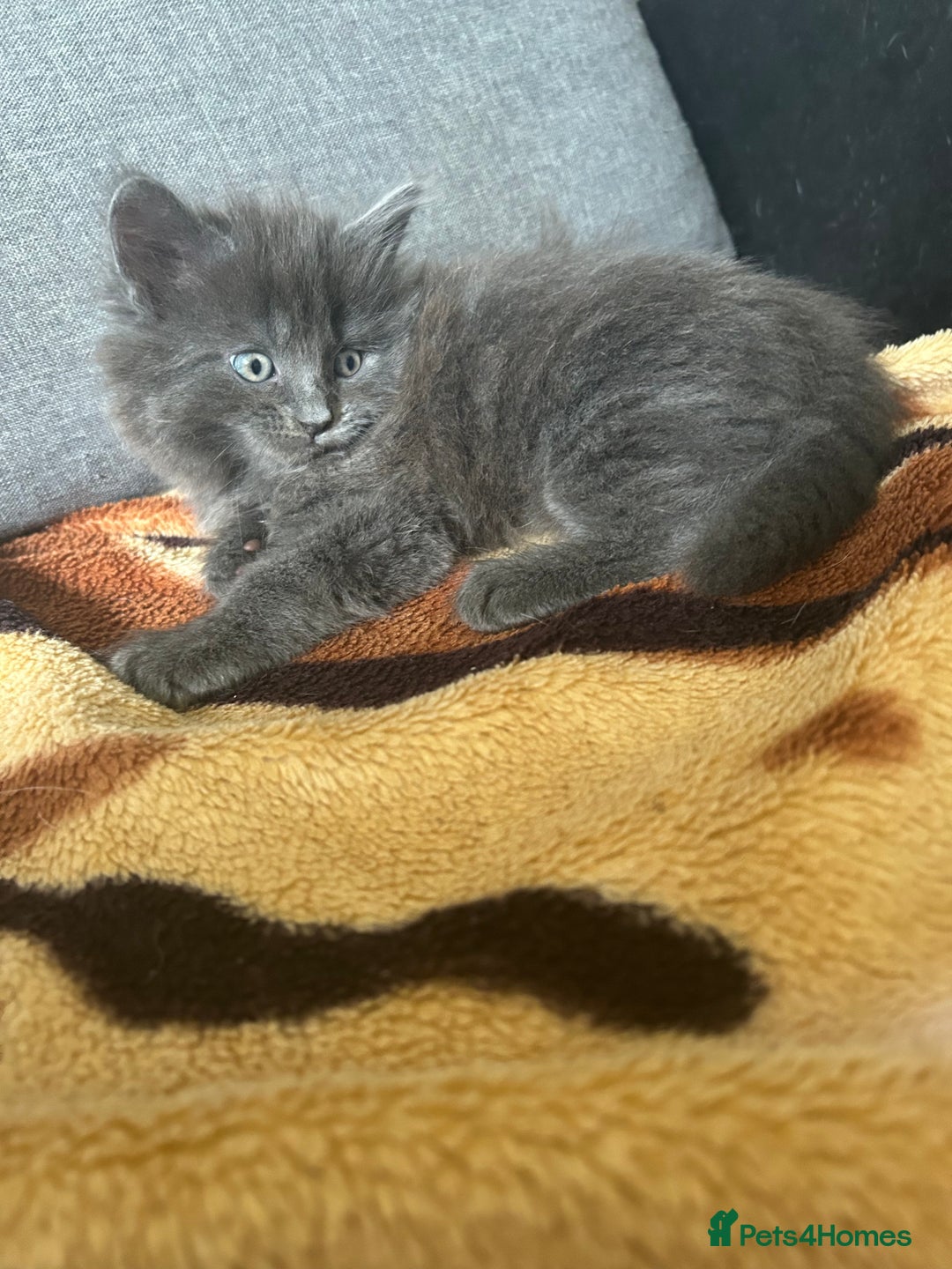 British Shorthair cats for sale: British short mix kitten  - Image 5