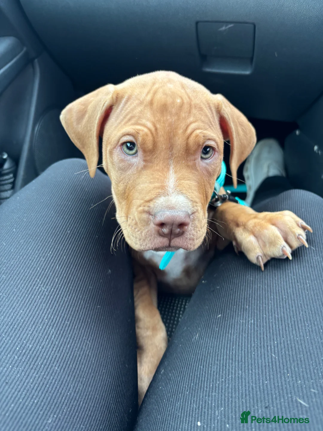 Mixed Breed dogs for sale: Tank Aka scooby doo - Advert 8