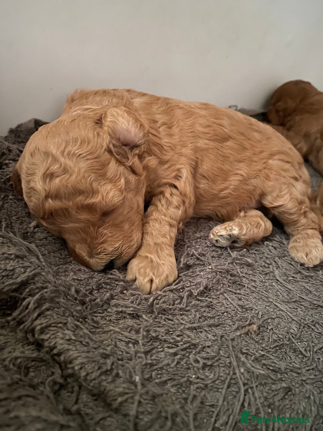 Toy Poodle dogs for sale: KC Toy Poodles Health Tested - Advert 15