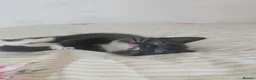 Mixed Breed cats for sale: Tuxedo/Tabby kittens 8 weeks old - Advert 17
