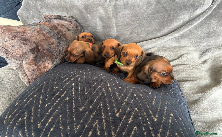 Miniature Dachshund dogs - Advert 1