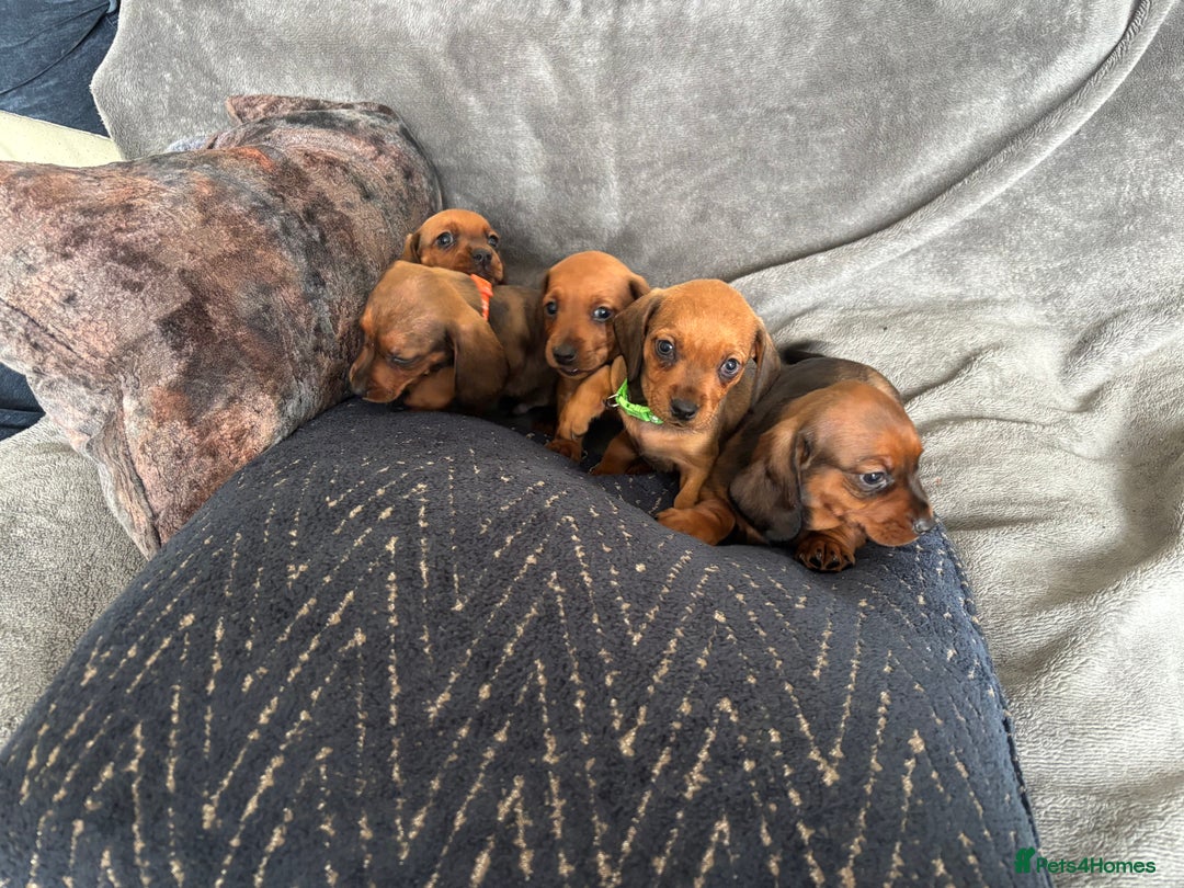 Miniature Dachshund dogs for sale: Stunning Brindle Dachshunds  - Image 1