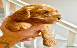 Cavapoo dogs for sale: BEAUTIFUL F1 CAVAPOOS - Image 7