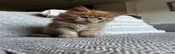 Maine Coon cats for sale: Stunning Mainecoon Kittens - Advert 31