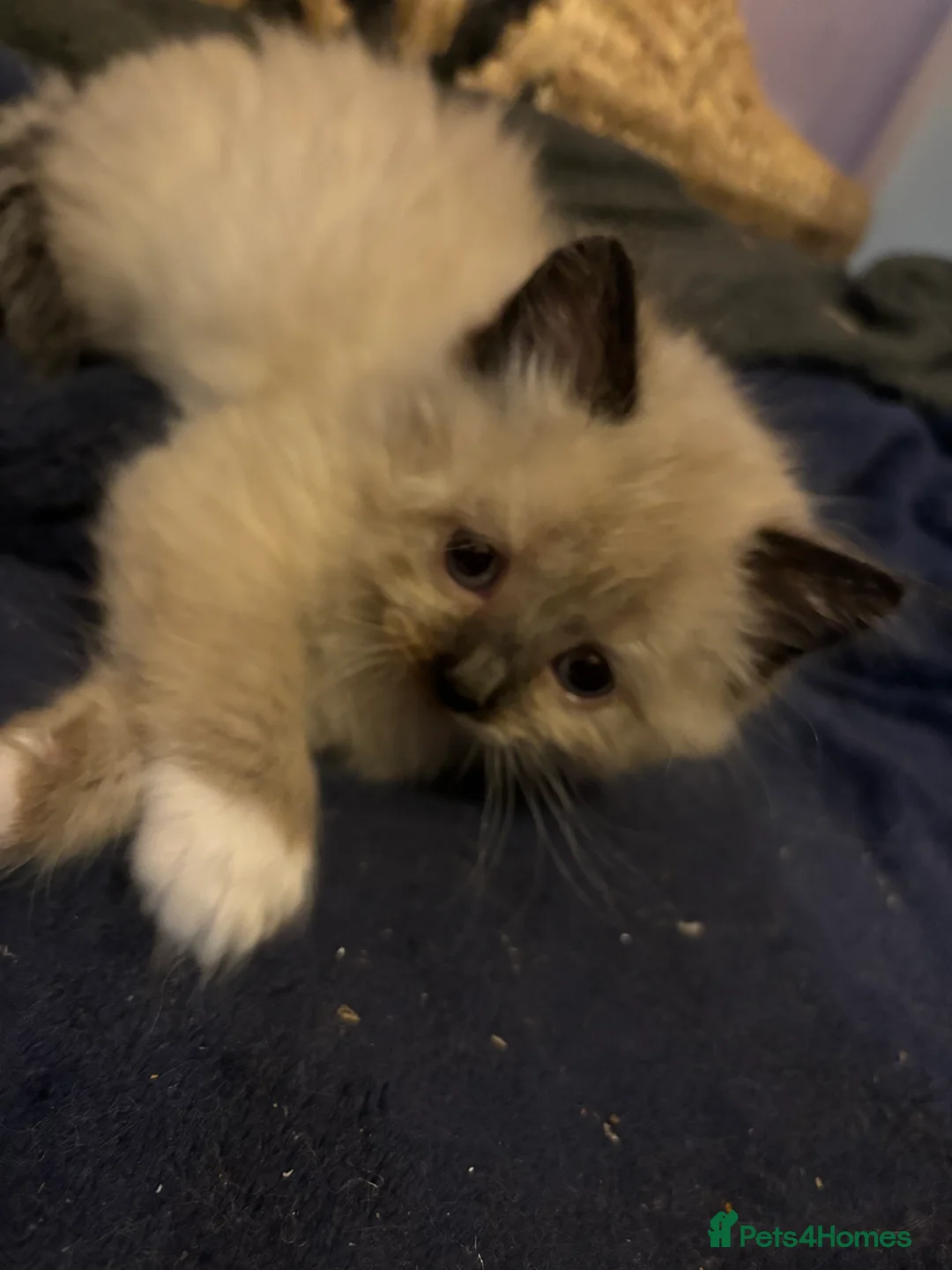 Mixed Breed cats for sale: ❤️Ready on 14th Jan! ragdoll/British blue  - Advert 10