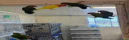 Lovebirds birds for sale: Proven bonded pair of love birds with 5 chicks  in Leighton Buzzard - Advert 5