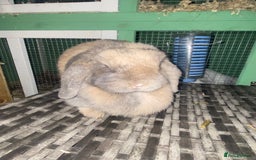 Mini Lop rabbits for sale: Mini lops  - Advert 23