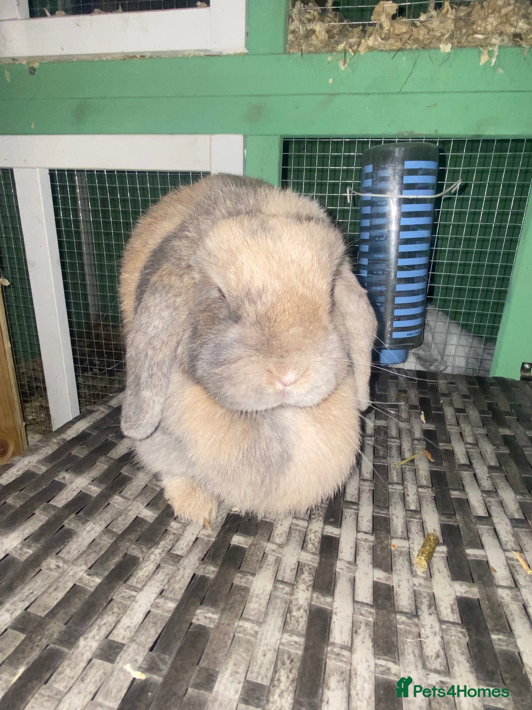 Mini Lop rabbits for sale: Mini lops  - Advert 23