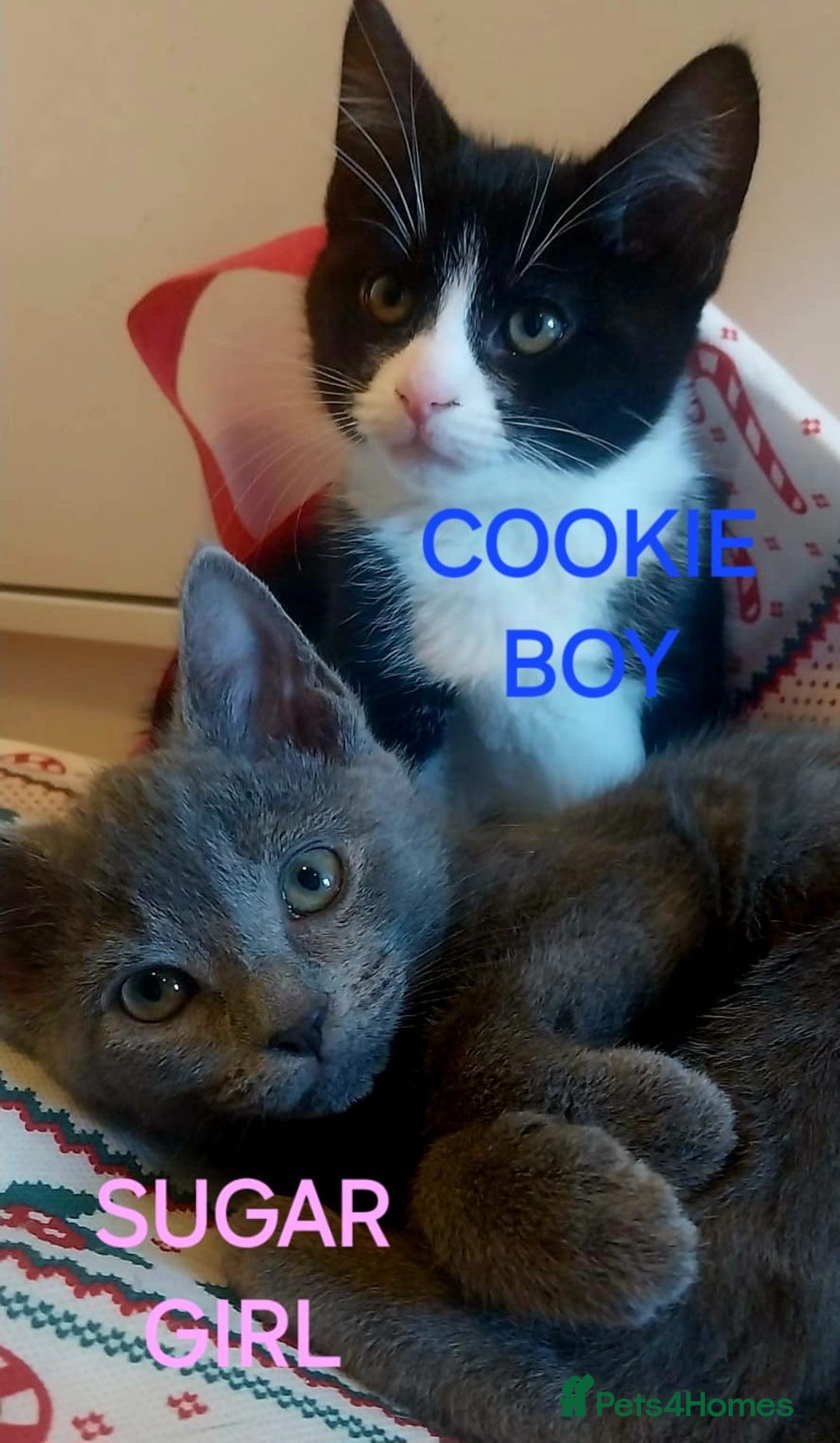 Mixed Breed cats for sale: Adorable kittens looking for a loving home - Advert 6