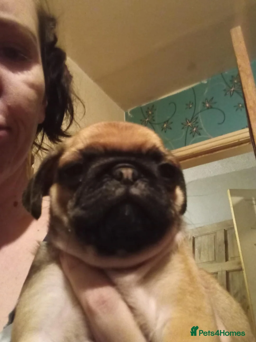 Pug dogs for sale: I have a lovely litter off pug pups for sale  - Advert 30