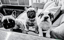 French Bulldog dogs for sale: REDUCED Adorable French Bulldog Puppies  - Image 7