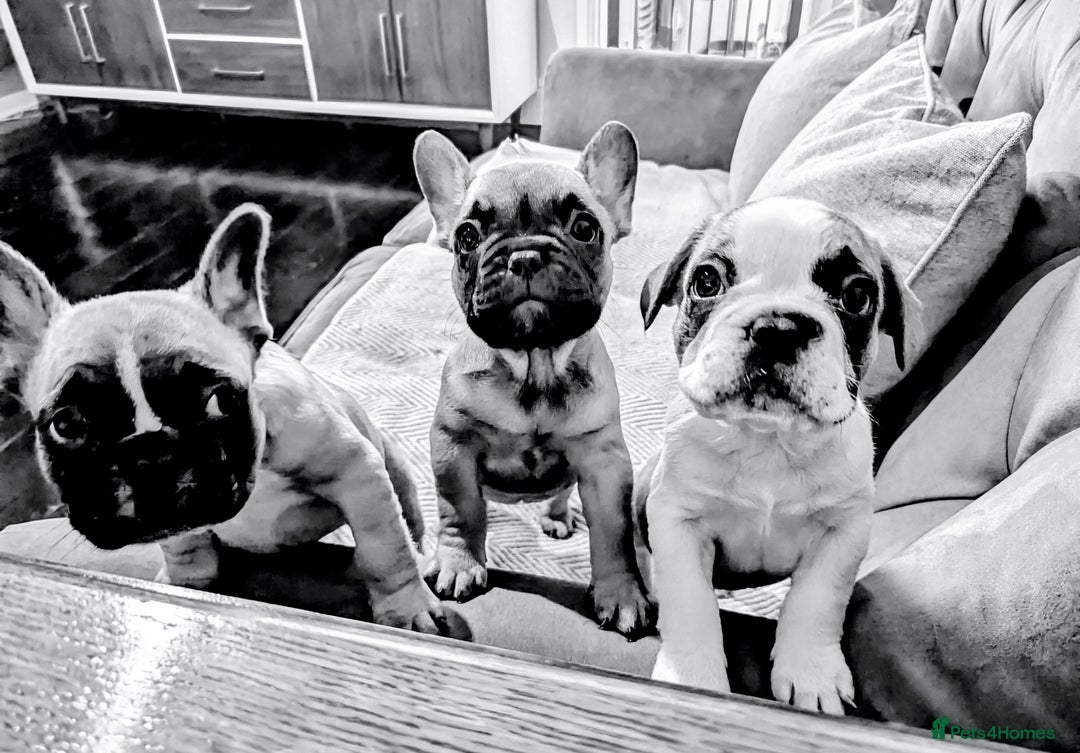 French Bulldog dogs for sale: REDUCED Adorable French Bulldog Puppies  - Image 7